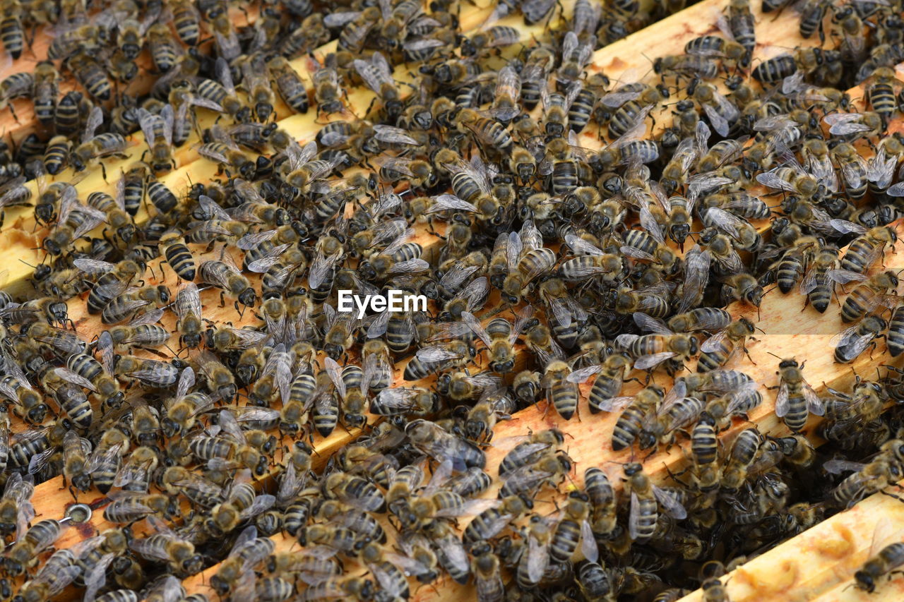 VIEW OF BEE ON THE GROUND