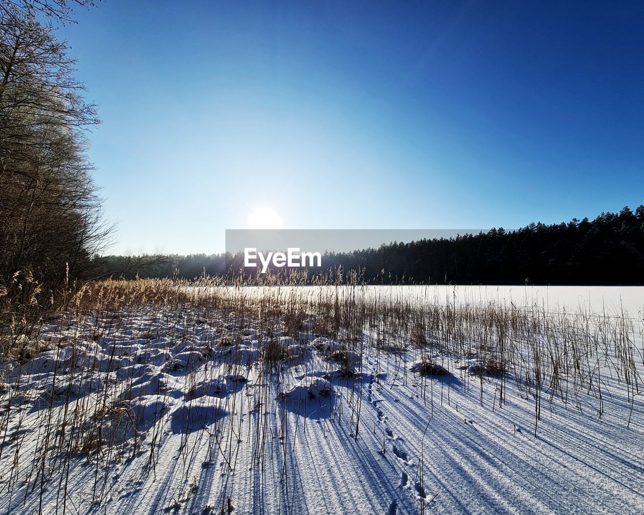 snow, winter, cold temperature, tree, sky, plant, scenics - nature, landscape, nature, environment, tranquility, tranquil scene, beauty in nature, blue, frozen, land, sunlight, no people, forest, non-urban scene, pine tree, coniferous tree, pinaceae, clear sky, white, pine woodland, day, frost, woodland, mountain, field, sun, outdoors, rural scene, ice, freezing, idyllic, sunny, remote, cloud
