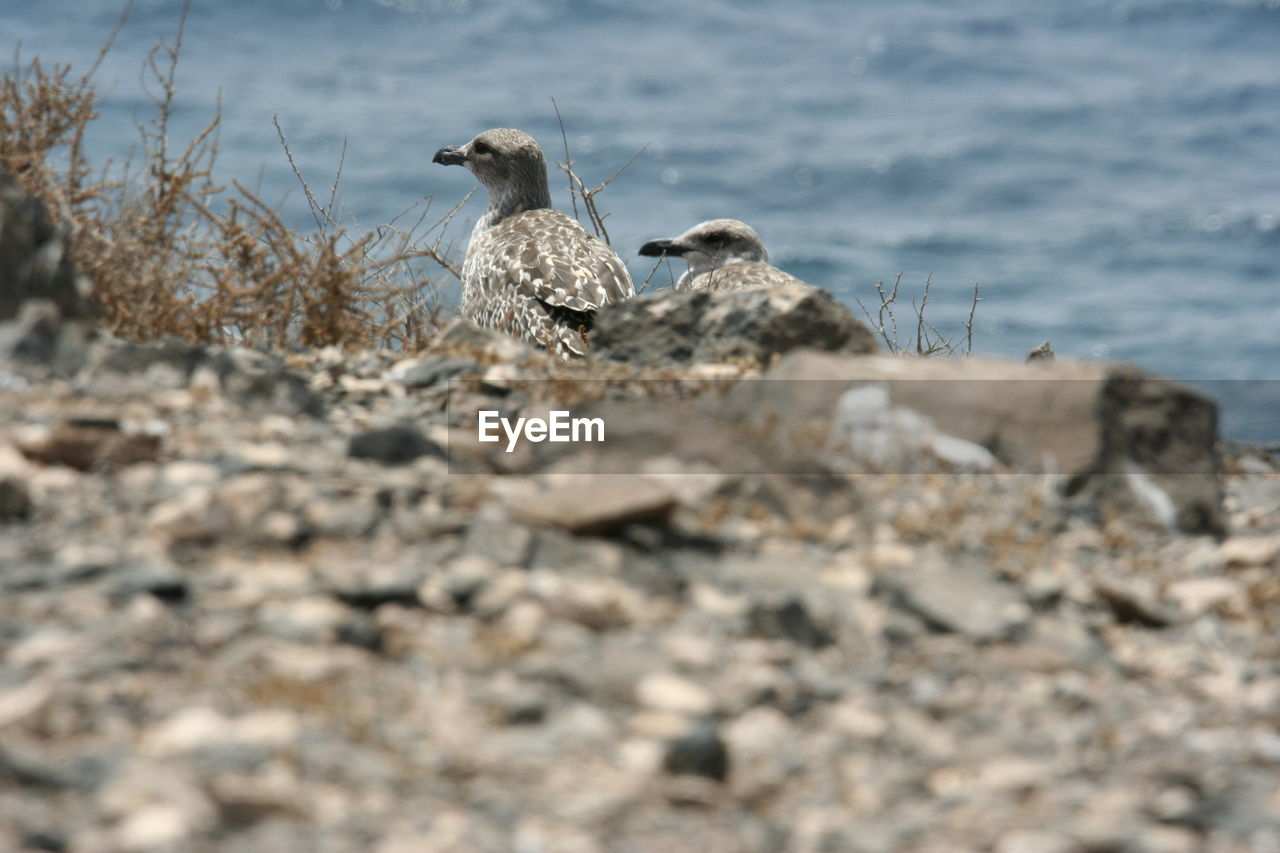 SEAGULL PERCHING ON ROCK AT SHORE