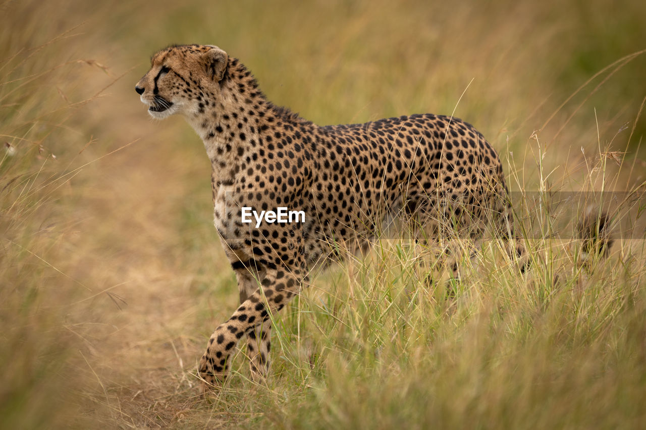 Cheetah walking on field