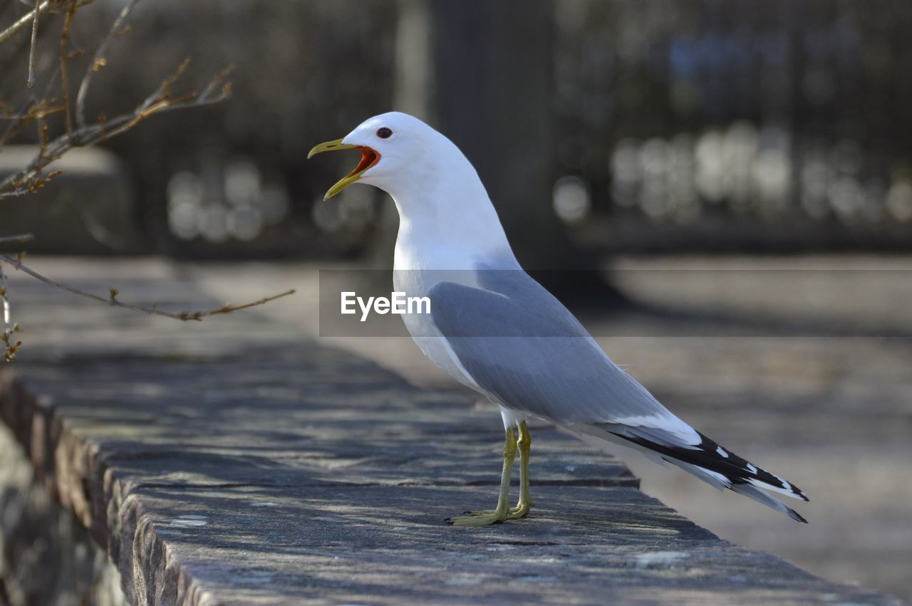 Close-up of seagull perching on wood