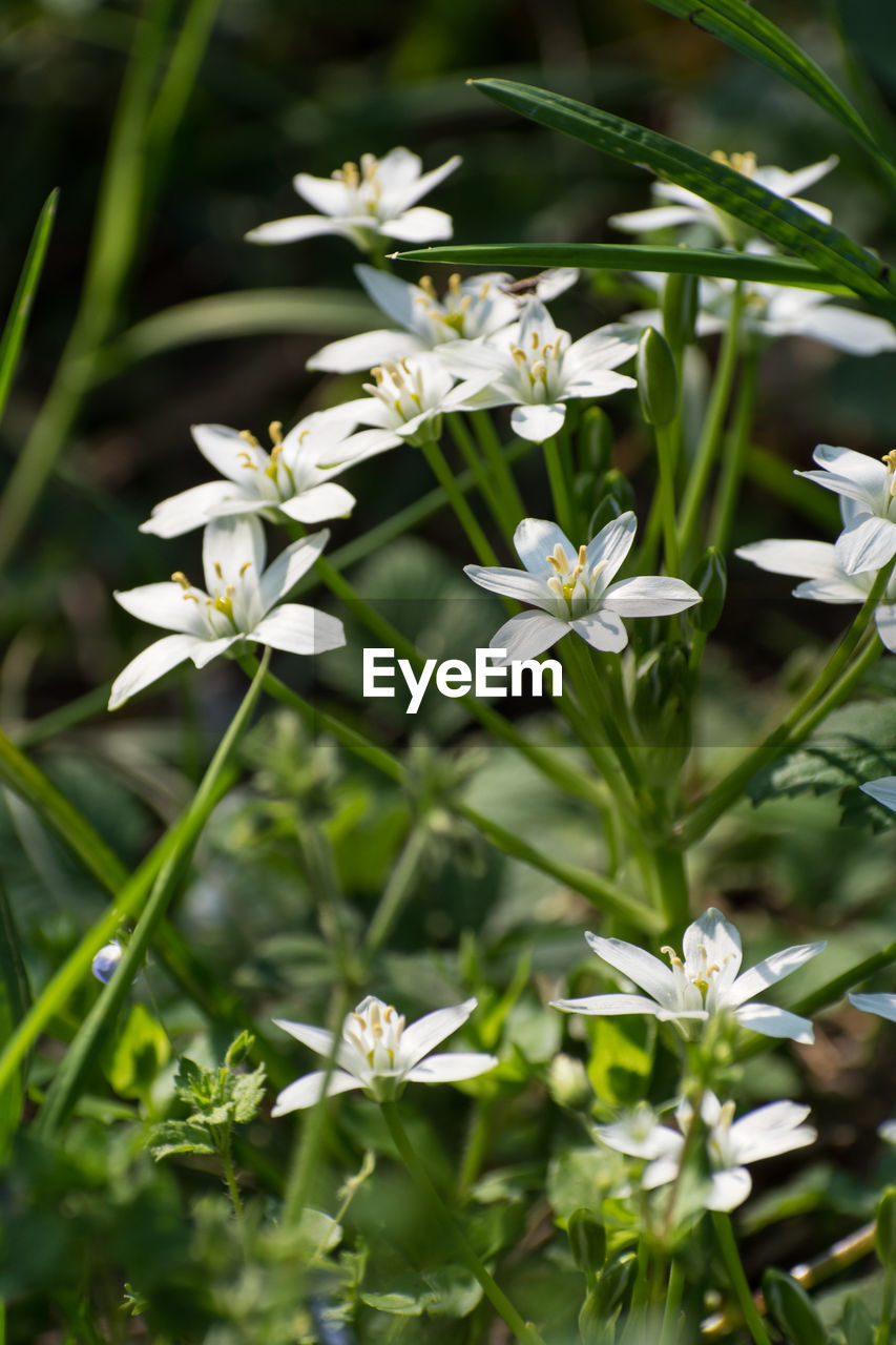 CLOSE-UP OF WHITE FLOWERING PLANT