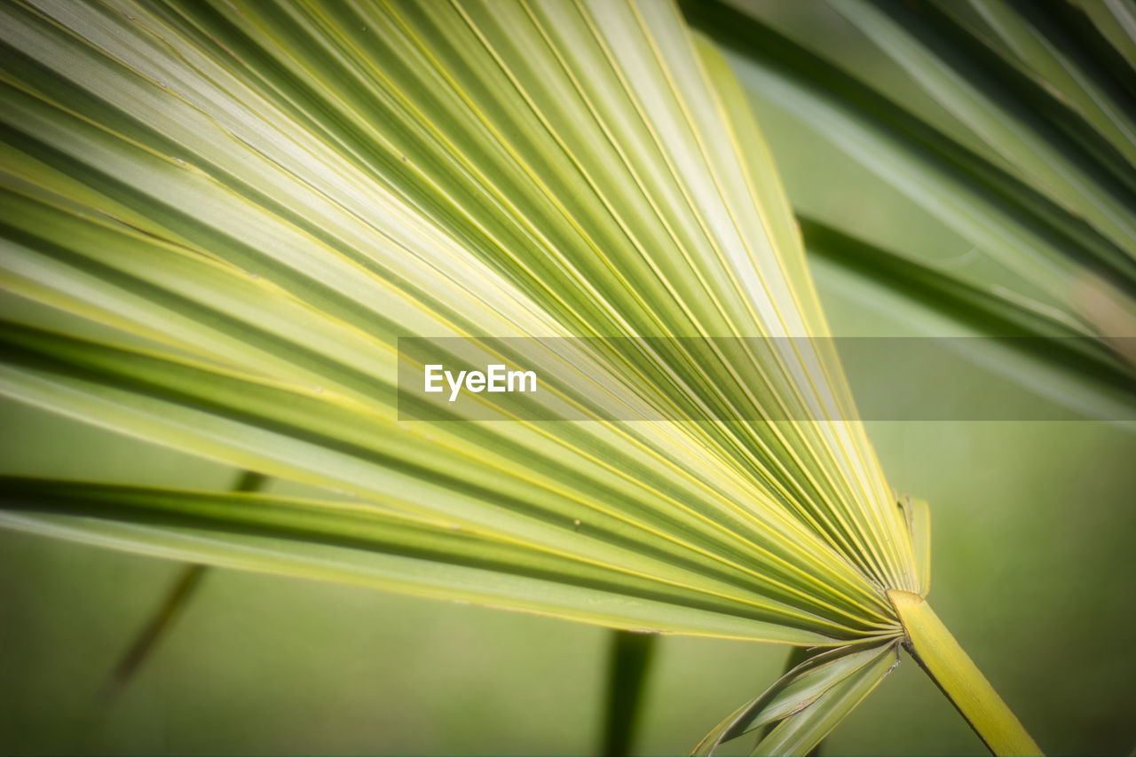 Close-up of palm leaves