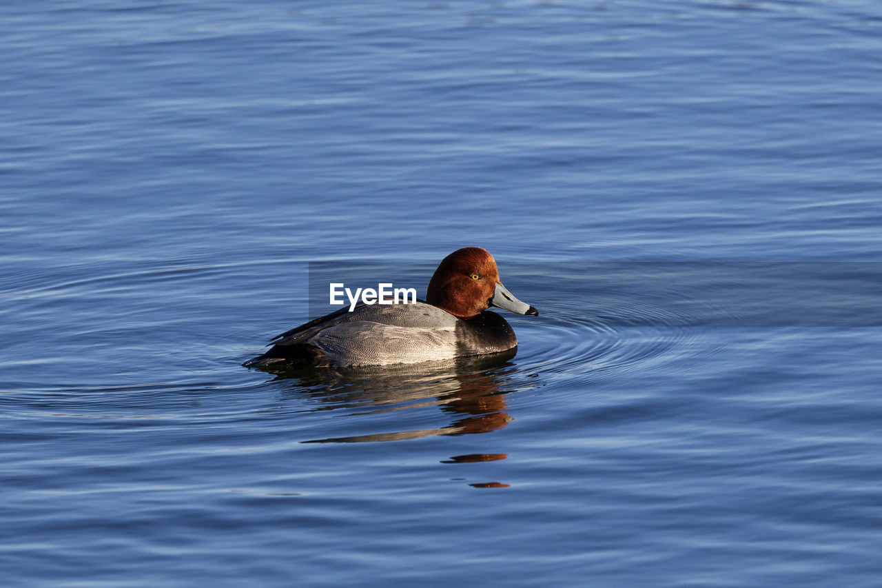 animal themes, water, animal, animal wildlife, wildlife, swimming, bird, one animal, duck, lake, water bird, ducks, geese and swans, nature, rippled, no people, day, waterfront, reflection, outdoors, poultry, beak, beauty in nature