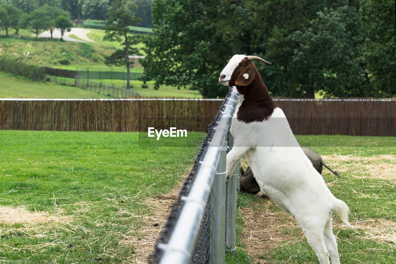 DOG IN A FIELD