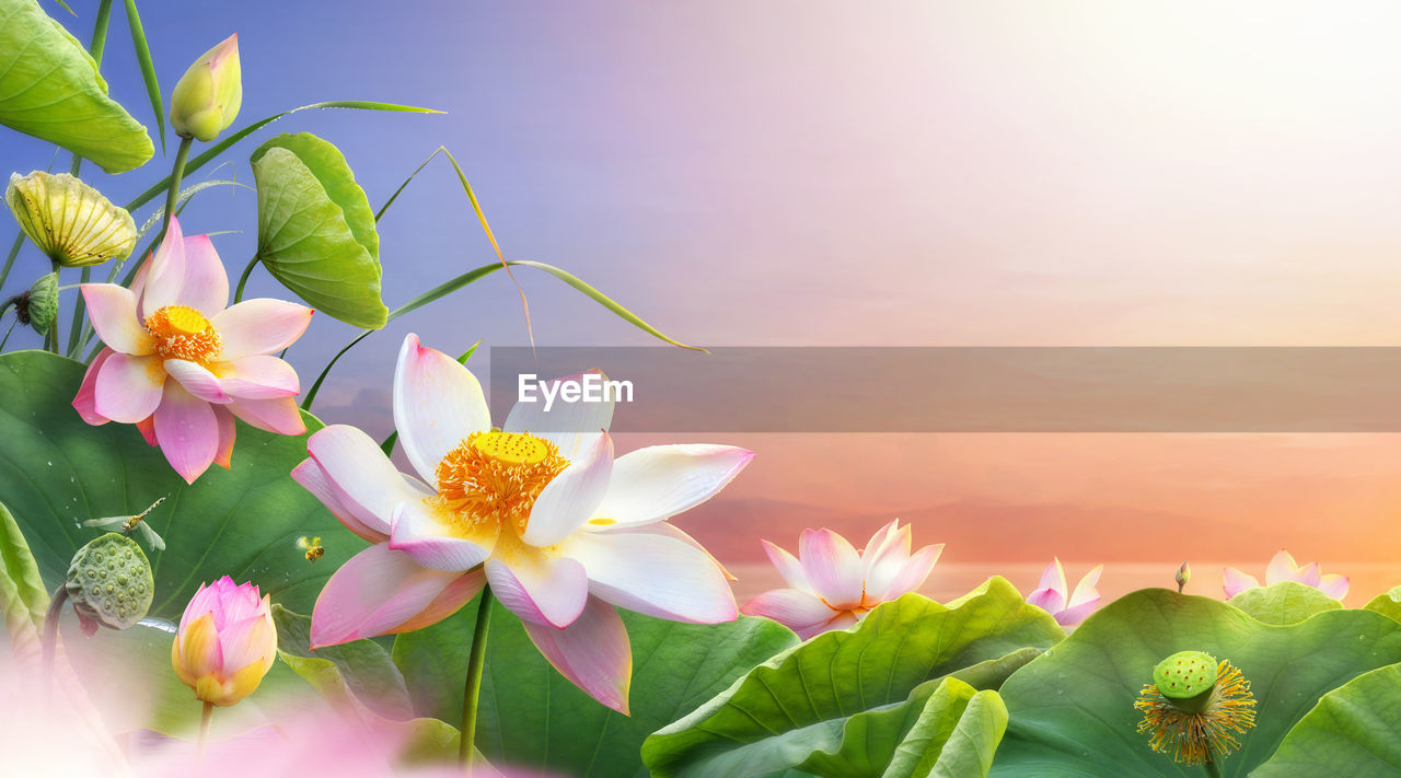 CLOSE-UP OF PINK FLOWERING PLANTS