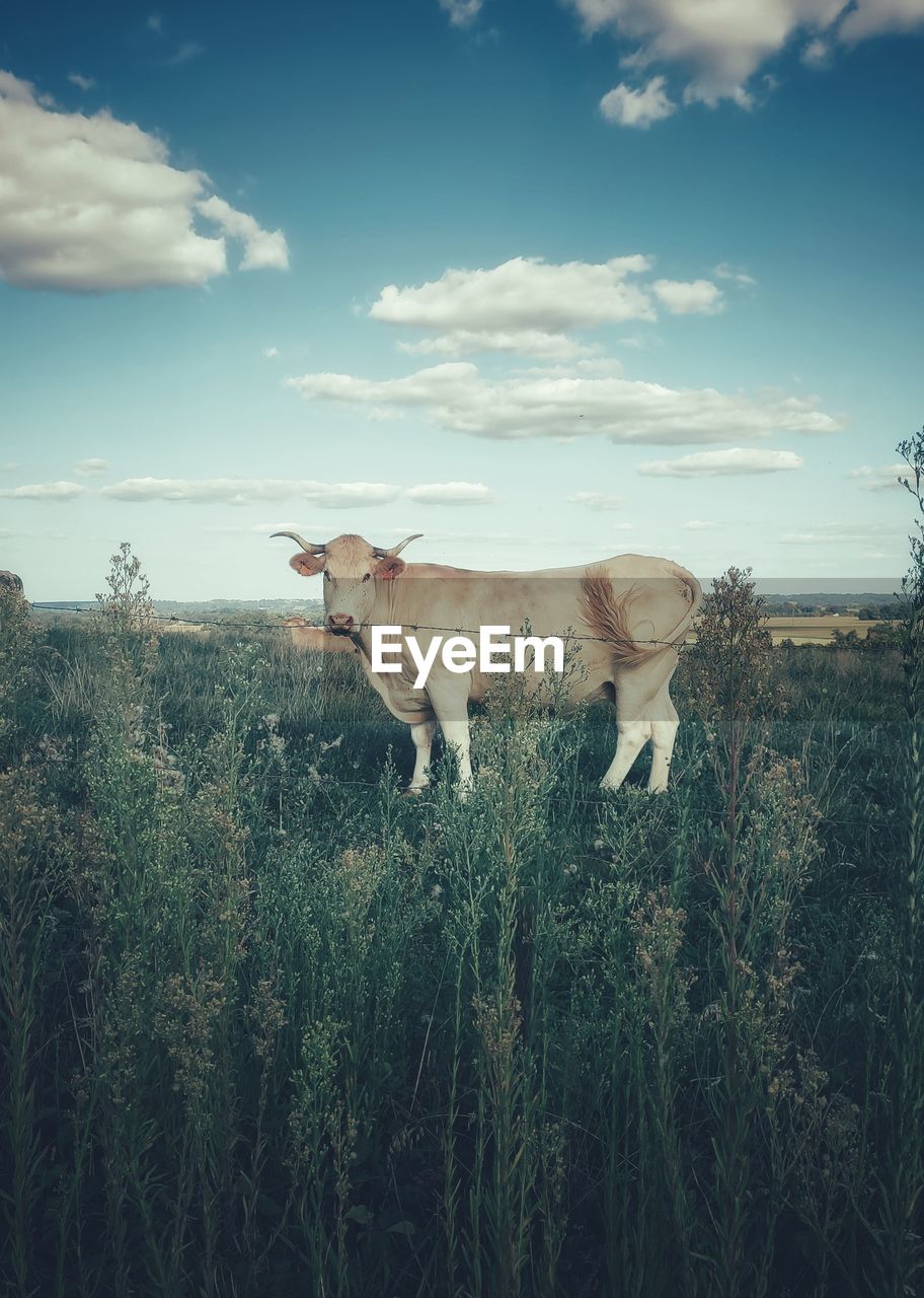 VIEW OF SHEEP ON LANDSCAPE