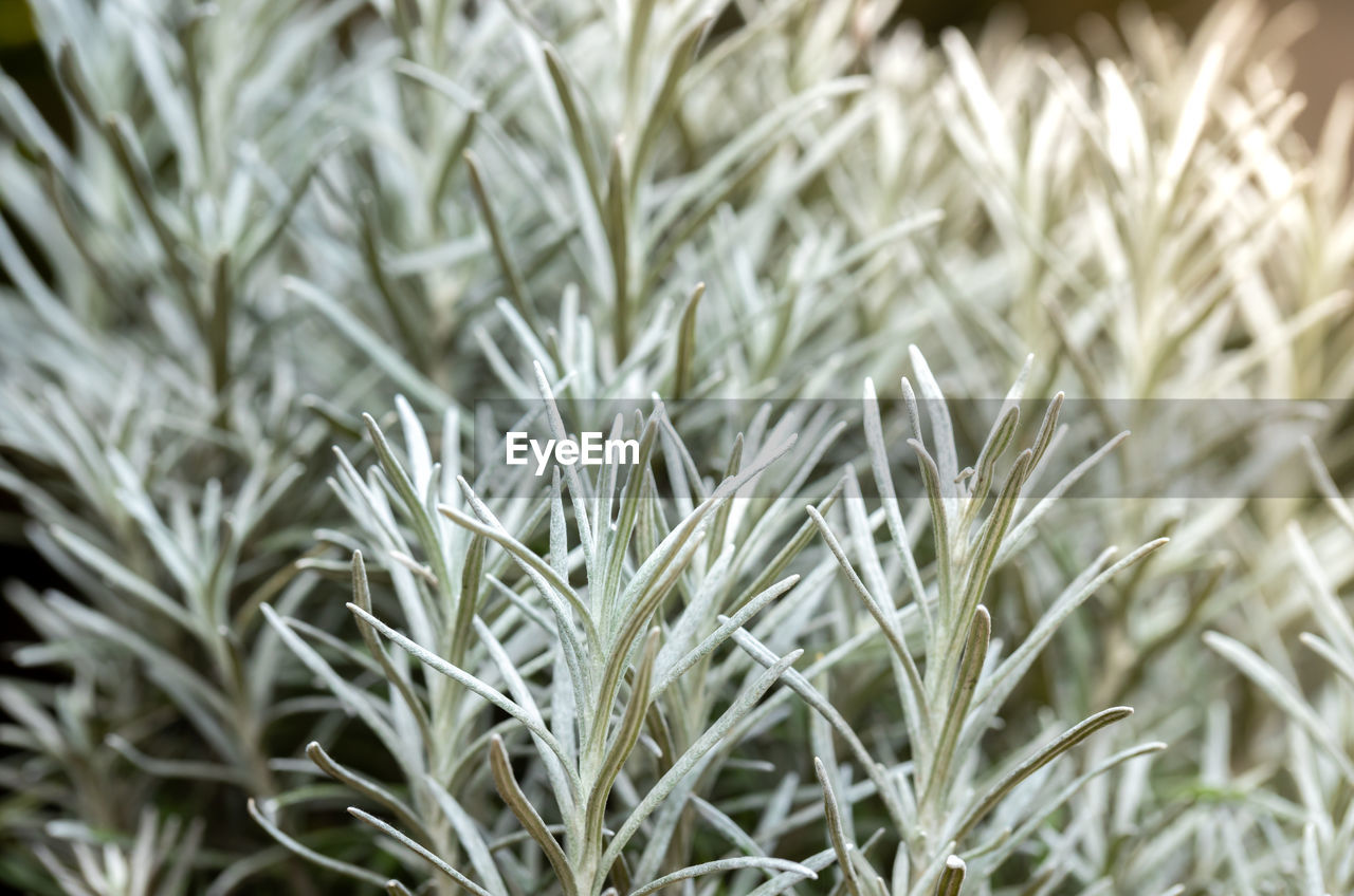 FULL FRAME SHOT OF PLANTS ON SNOW