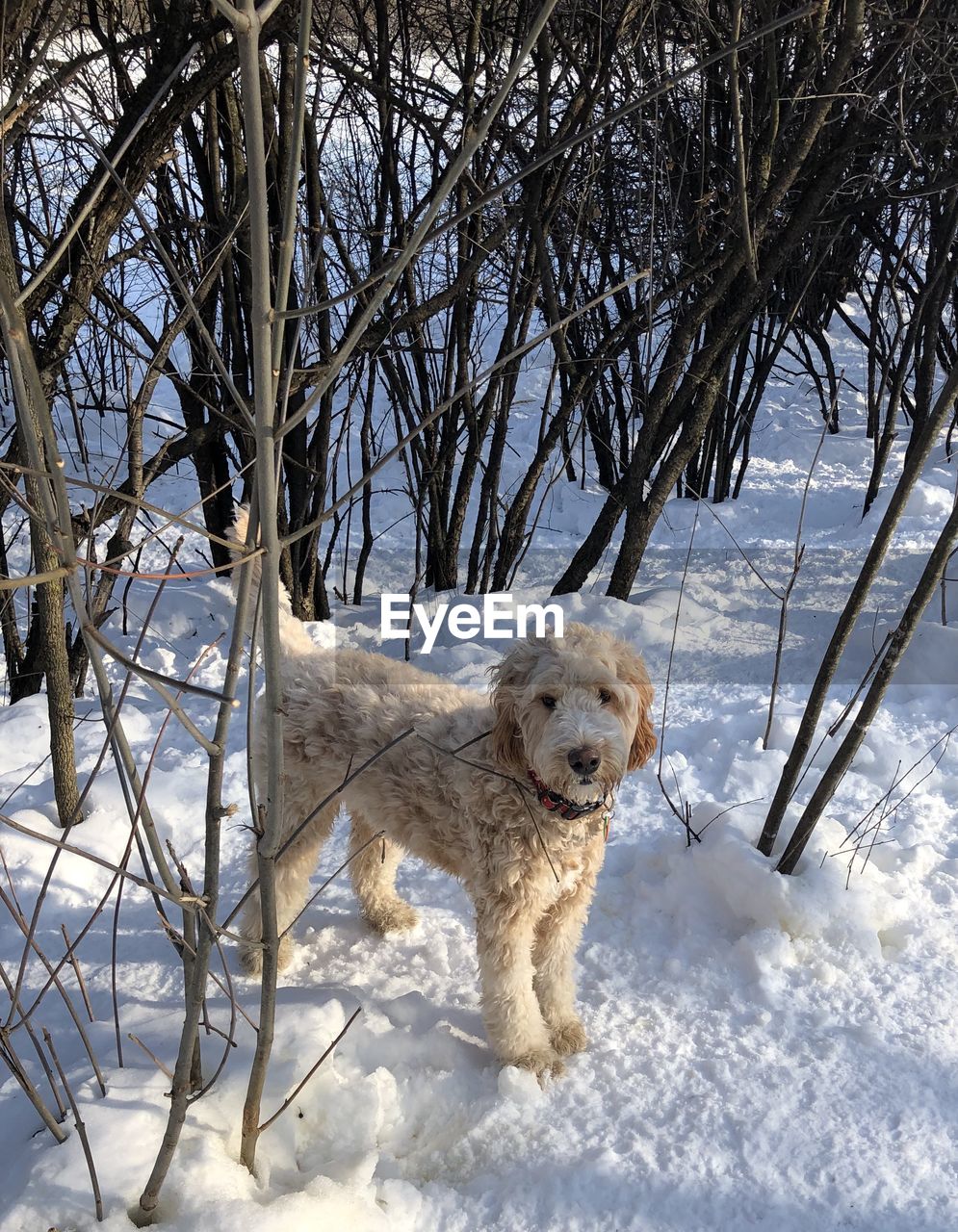 WHITE DOG ON SNOW COVERED LAND