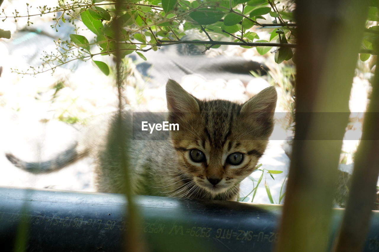 CLOSE-UP PORTRAIT OF CAT AGAINST TREES