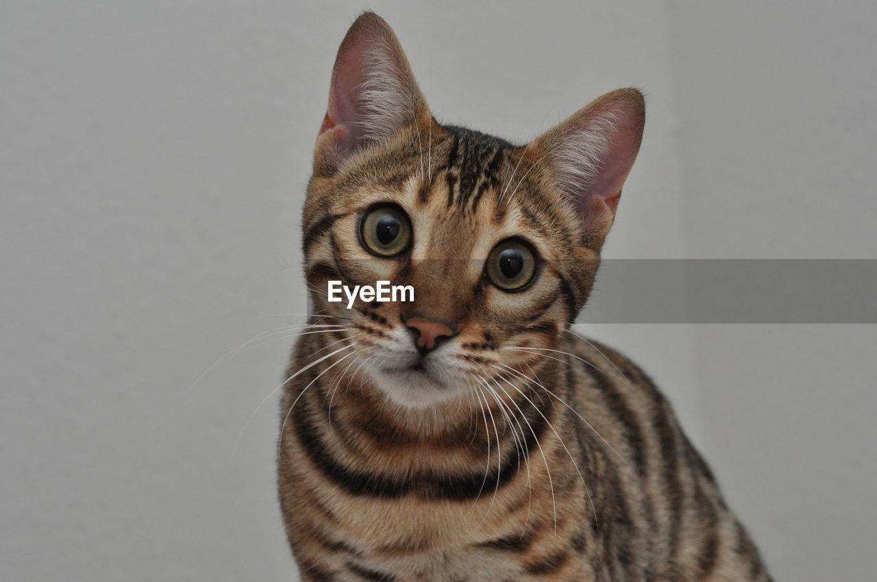 Close-up portrait of cat against gray background