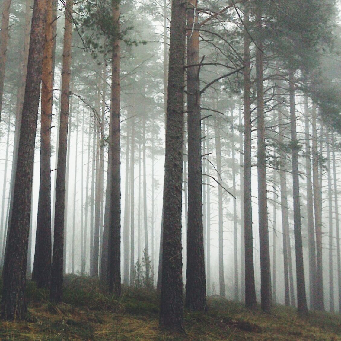 Trees in forest during foggy weather