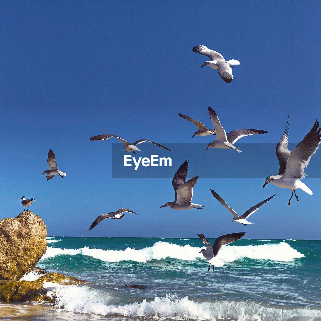 Seagulls flying over sea against clear sky