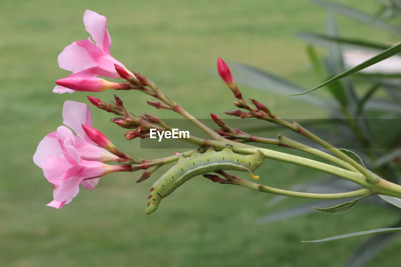 Close-up of pink flowering plant and a leaf insect in it