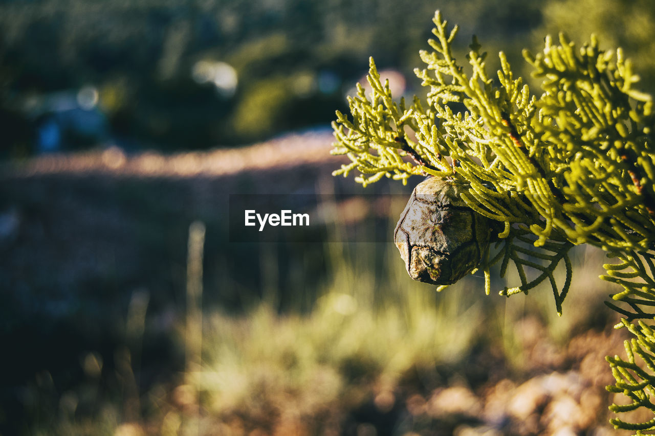 Cone close up of cupressus in nature with unfocused background and space for text