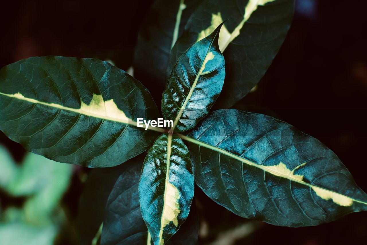 green, nature, leaf, plant part, tree, macro photography, plant, close-up, blue, flower, branch, autumn, sunlight, no people, beauty in nature, outdoors, leaf vein, plant stem, focus on foreground, growth