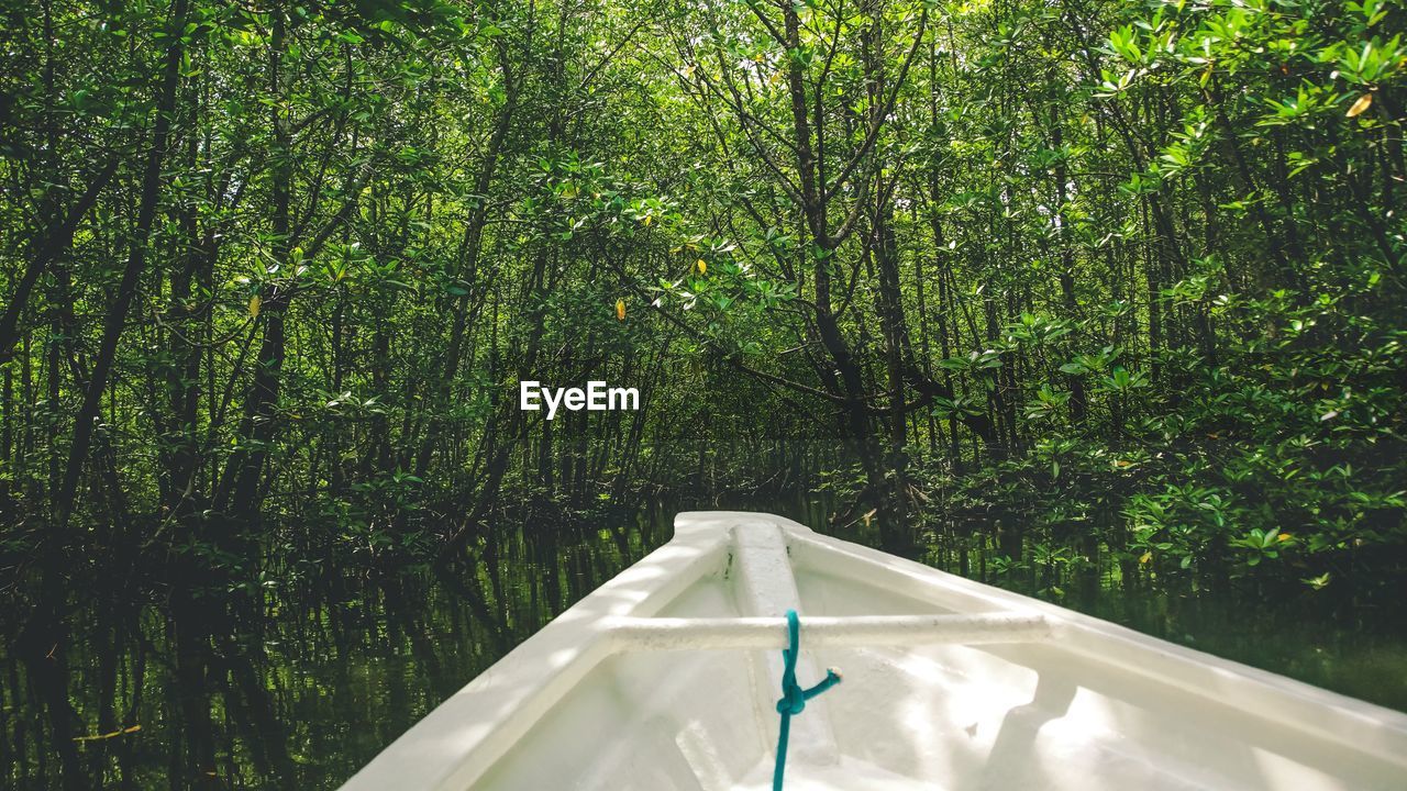 View of trees in mangrove forest from a boat