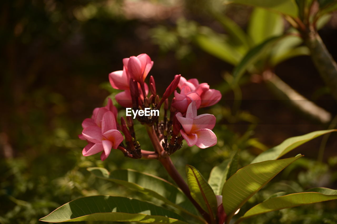 PINK FLOWERS BLOOMING OUTDOORS