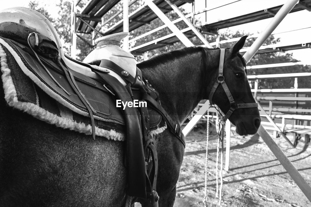 VIEW OF A HORSE ON THE GROUND