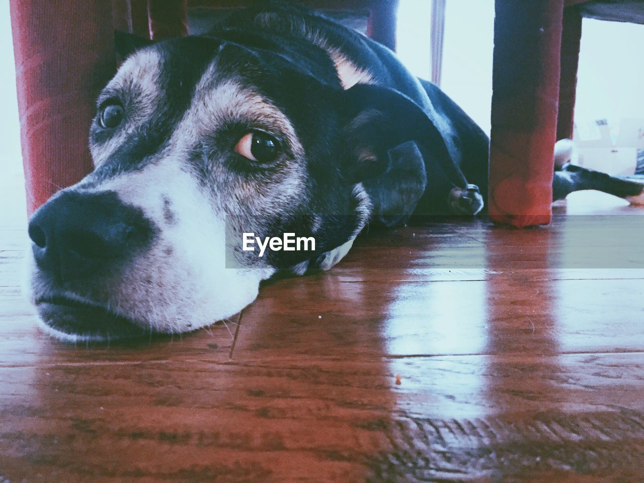 Close-up of dog resting under dining table at home