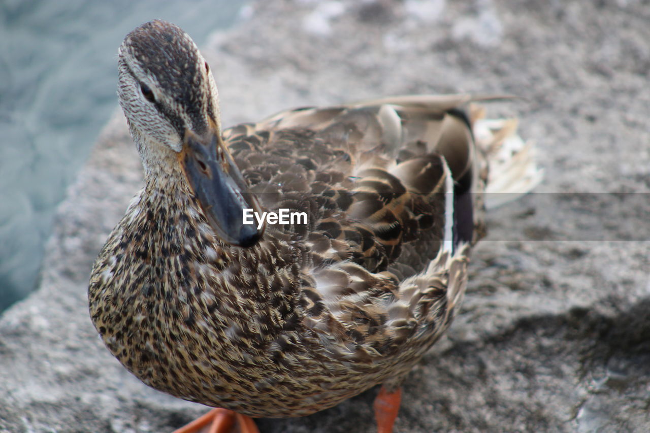 Close-up of duck