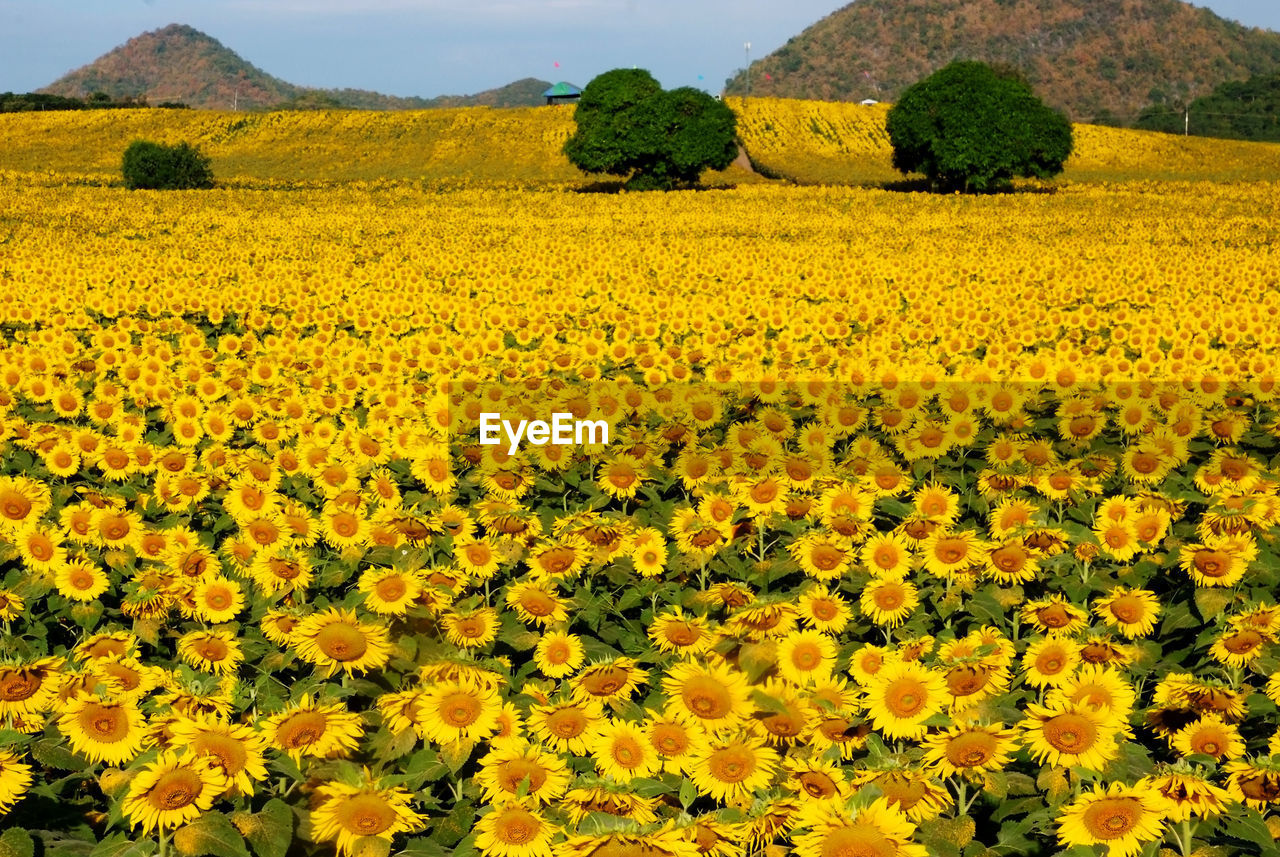 SCENIC VIEW OF FLOWERING FIELD AGAINST YELLOW FLOWERS