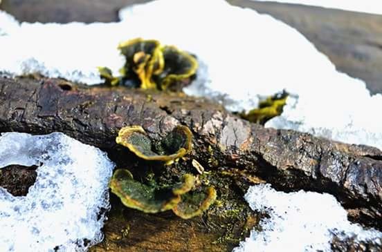 CLOSE-UP OF ROCKS ON WOOD