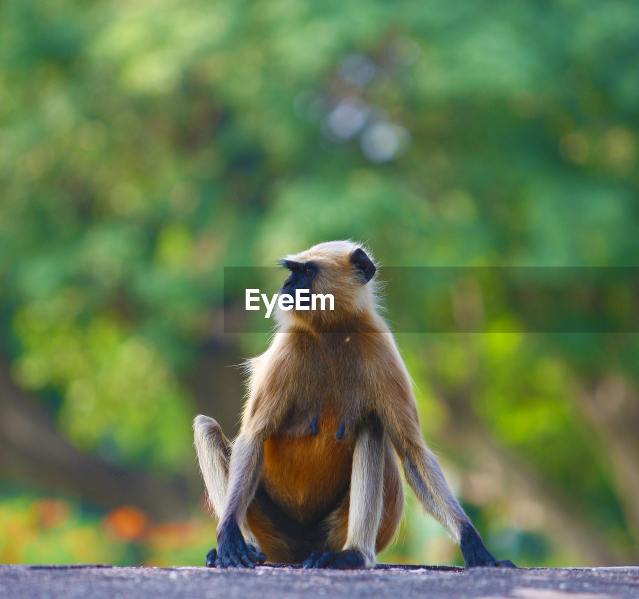 MONKEY SITTING ON TREE IN FIELD