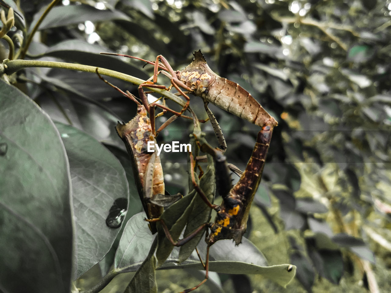 Close-up of insects on leaf