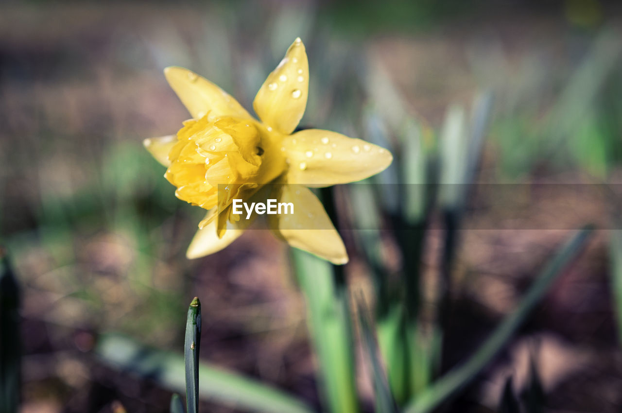 CLOSE-UP OF DAFFODIL