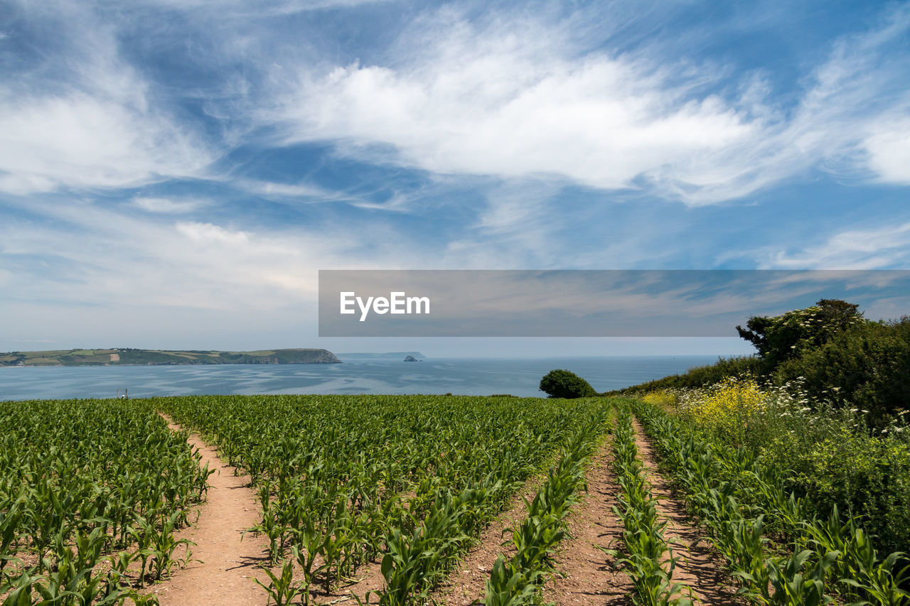 Scenic view of agricultural field against sky