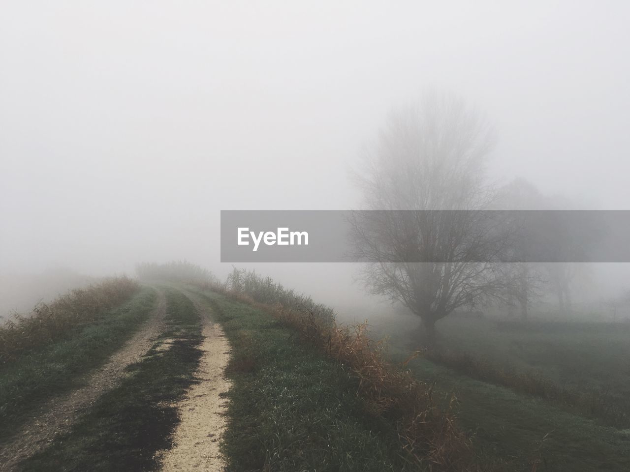 TREES IN FOGGY WEATHER AGAINST SKY