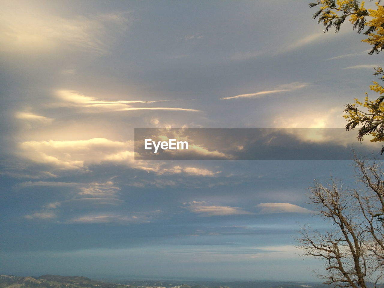 LOW ANGLE VIEW OF TREE AGAINST SKY