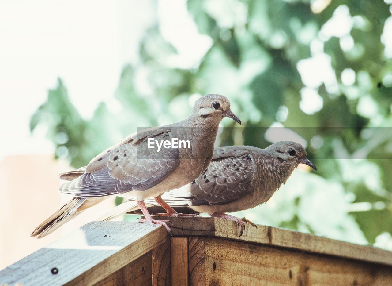 Close-up of two doves perching on railing