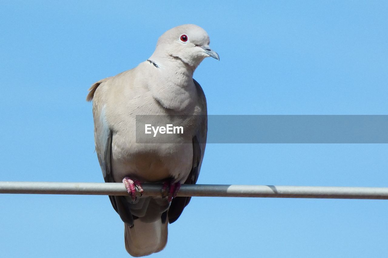 LOW ANGLE VIEW OF PIGEON PERCHING ON THE SKY
