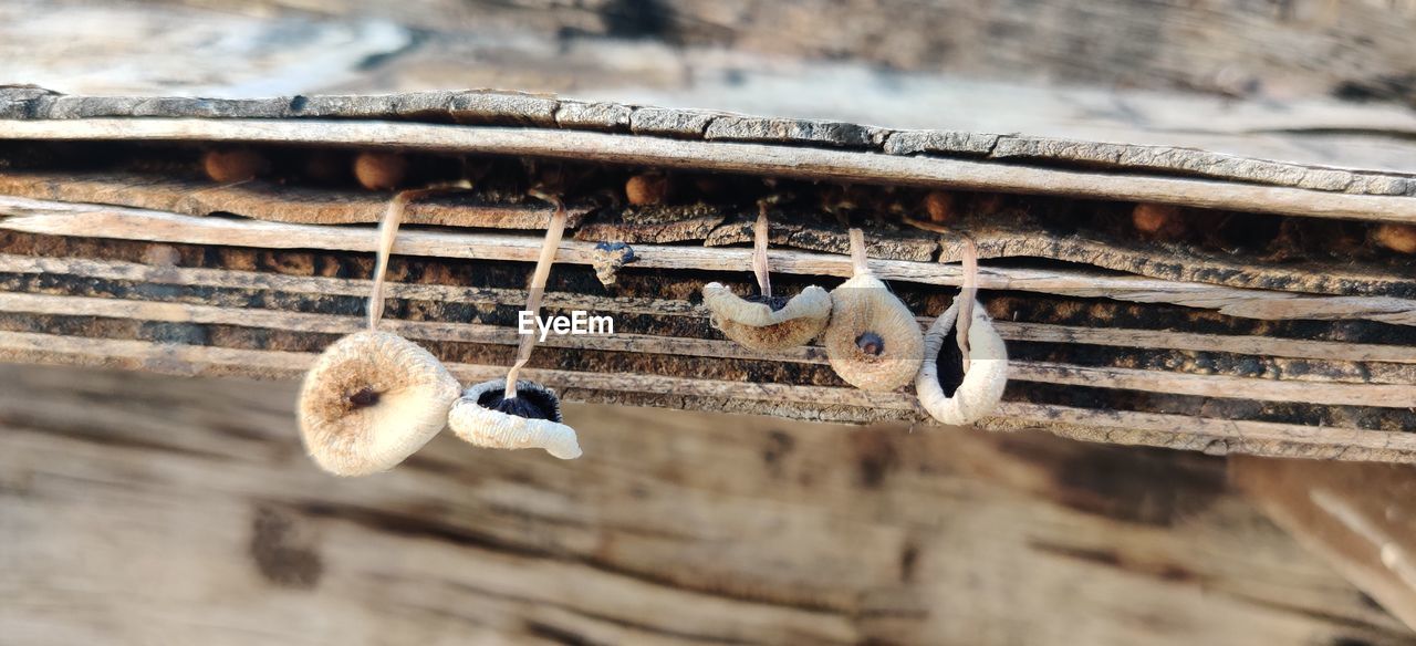 CLOSE-UP OF BIRDS ON WOOD AGAINST METAL