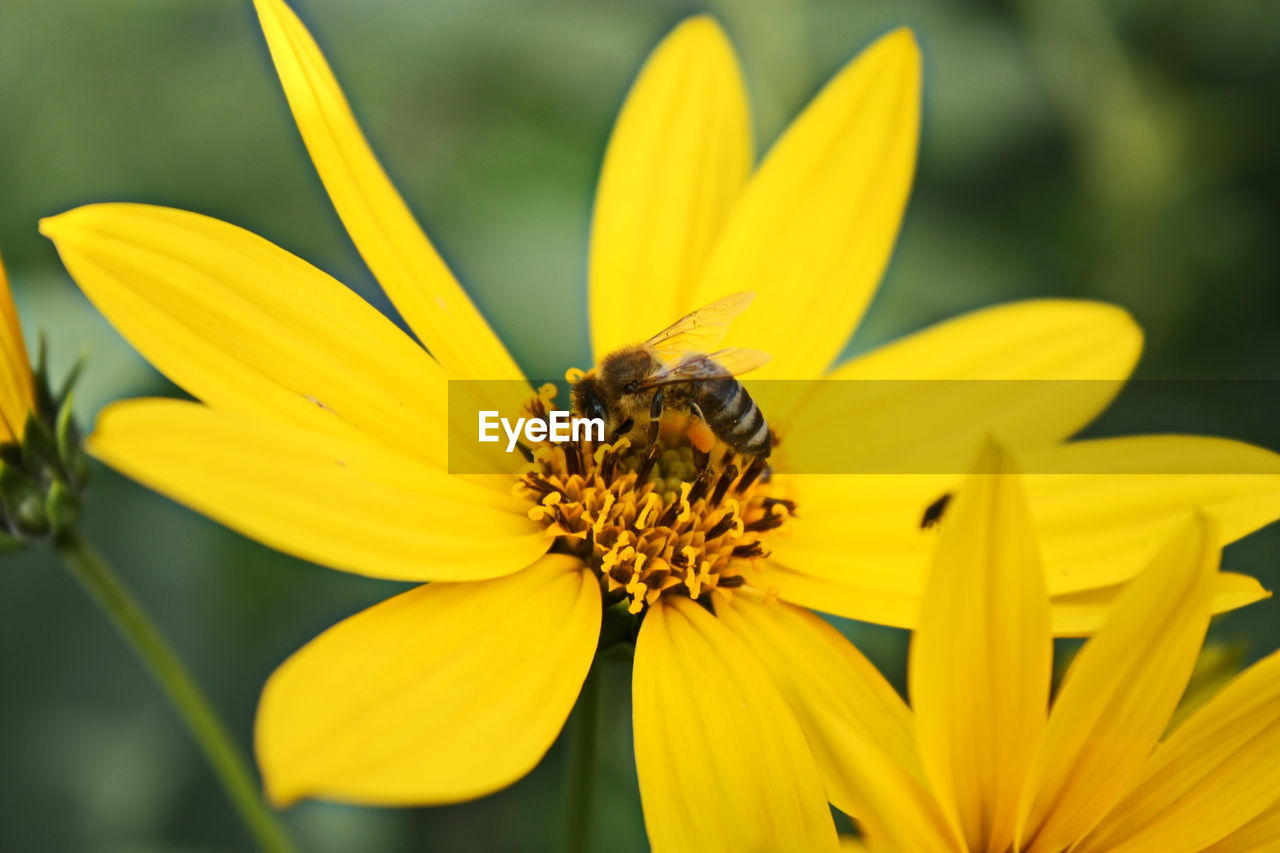 CLOSE-UP OF HONEY BEE ON YELLOW FLOWER