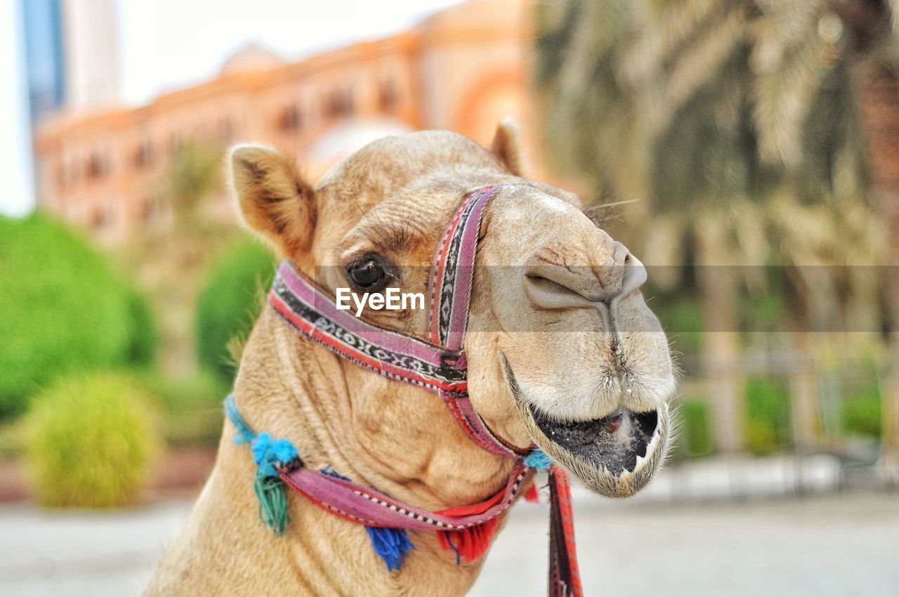 Close-up of a camel looking at camera with exterior of building in blurred background 