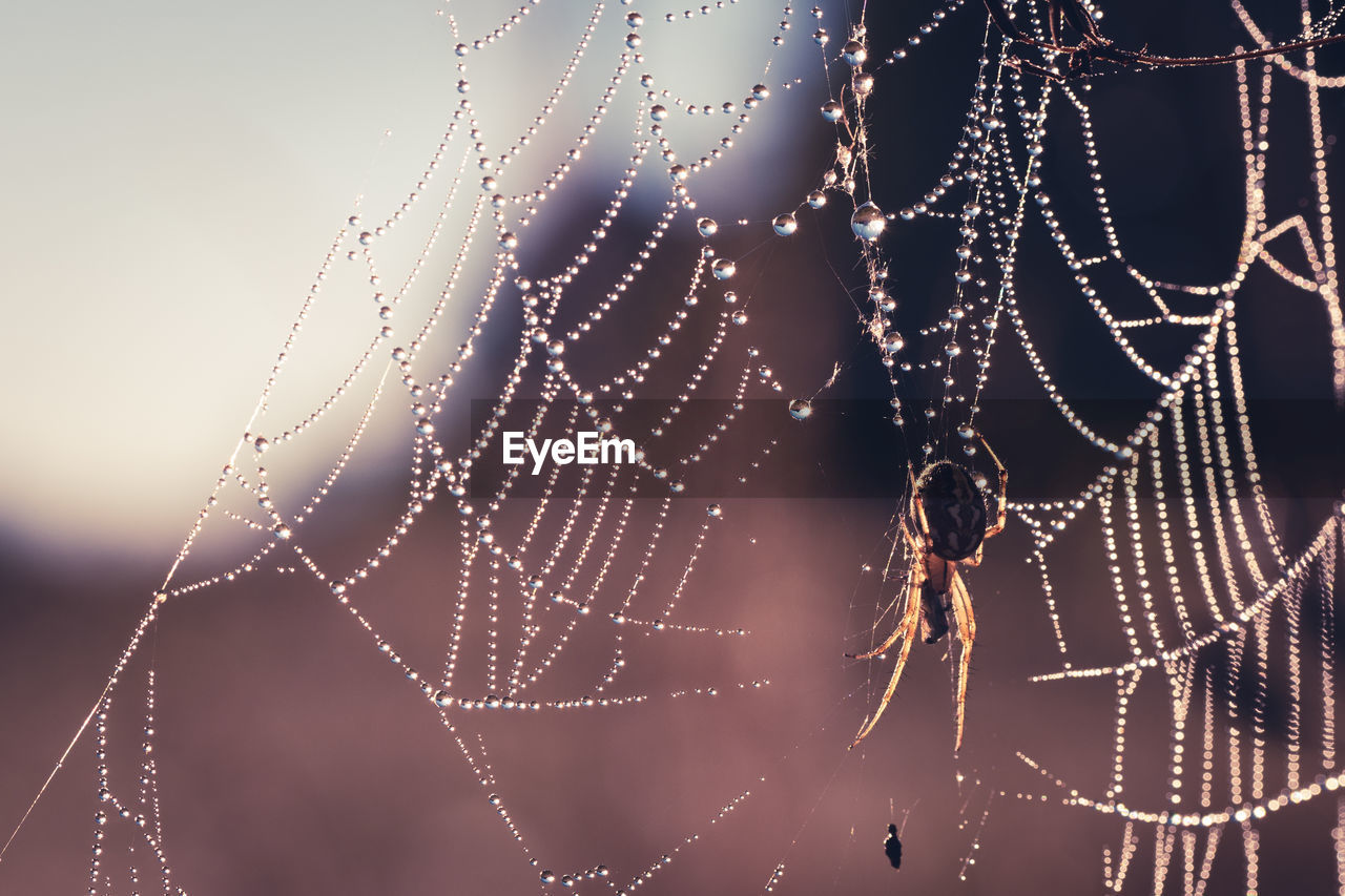 spider web, fragility, close-up, spider, animal, focus on foreground, drop, no people, nature, wet, water, dew, pattern, beauty in nature, moisture, outdoors, selective focus, intricacy, complexity, macro photography, animal themes, trapped, day, backgrounds, rain