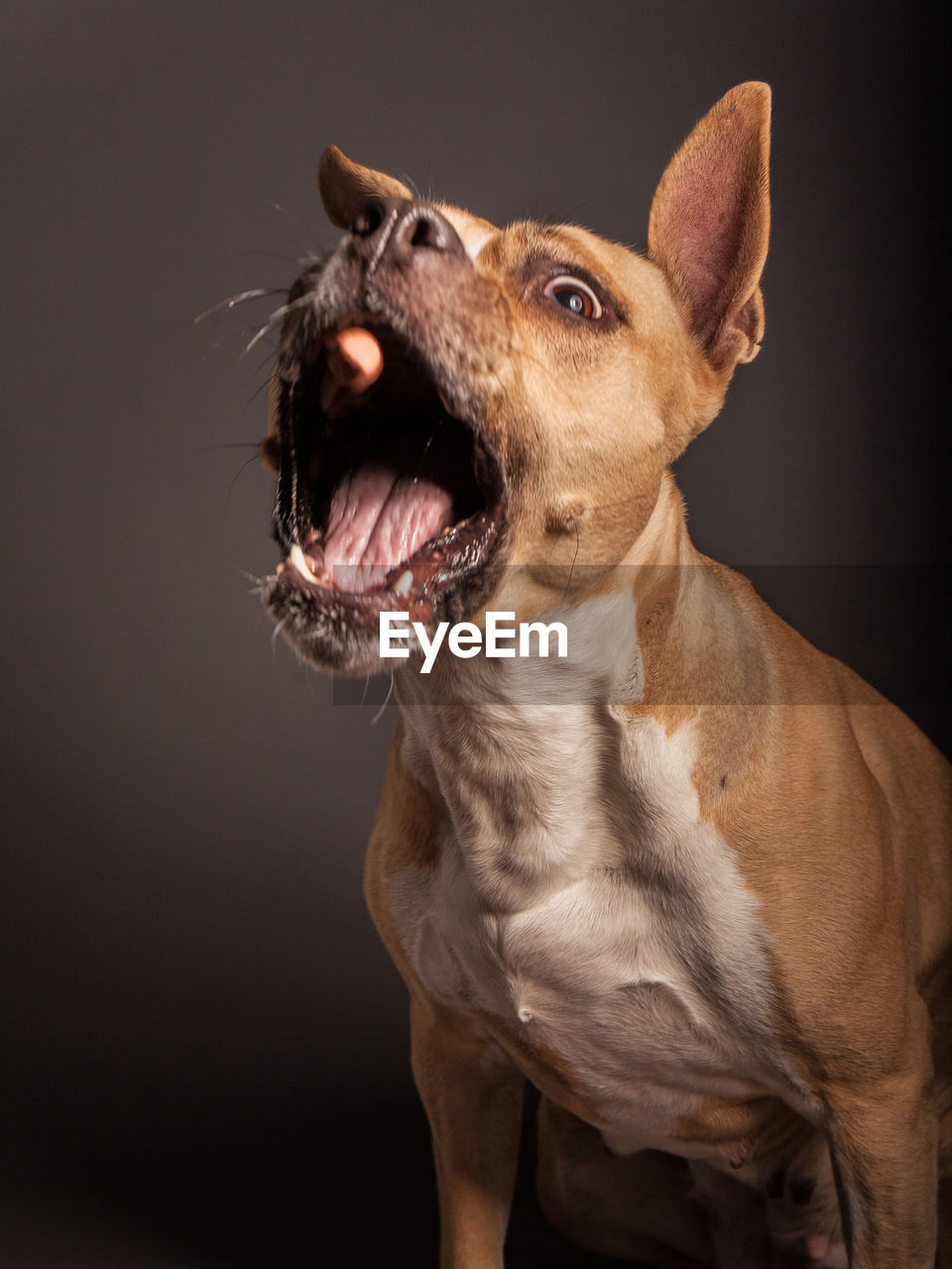 CLOSE-UP OF A DOG OVER THE BACKGROUND