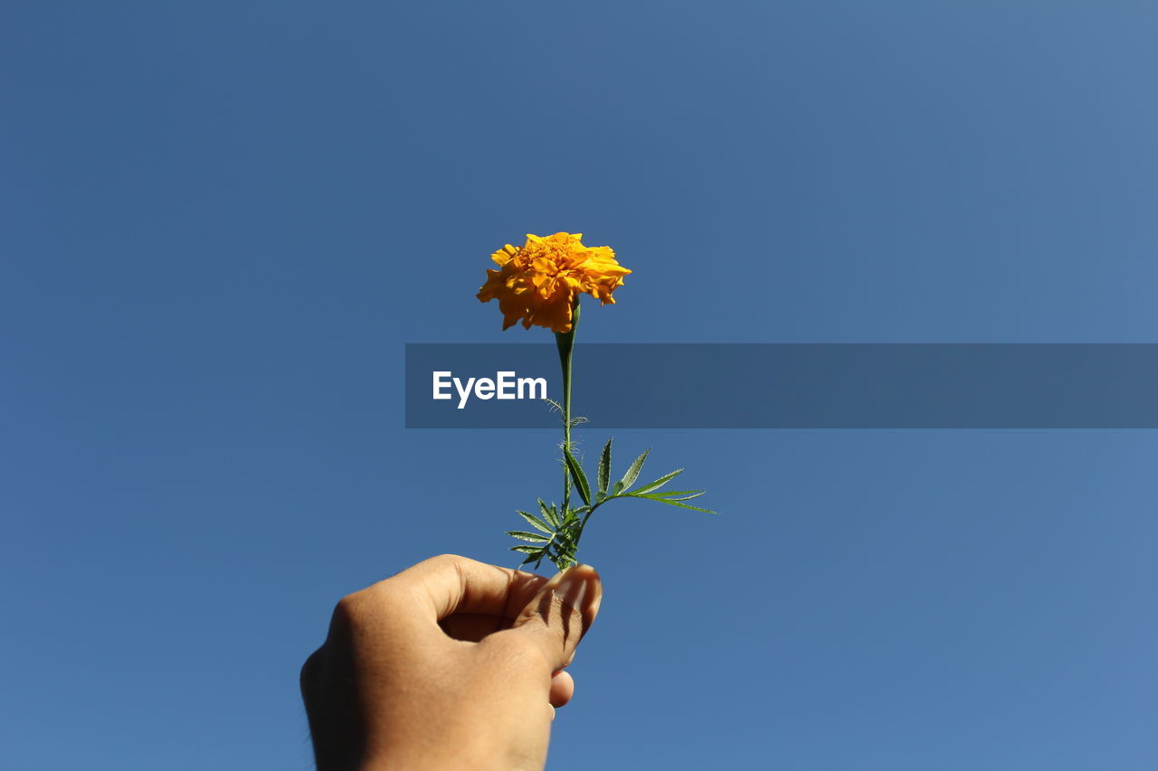 Close-up of hand holding flower against blue sky