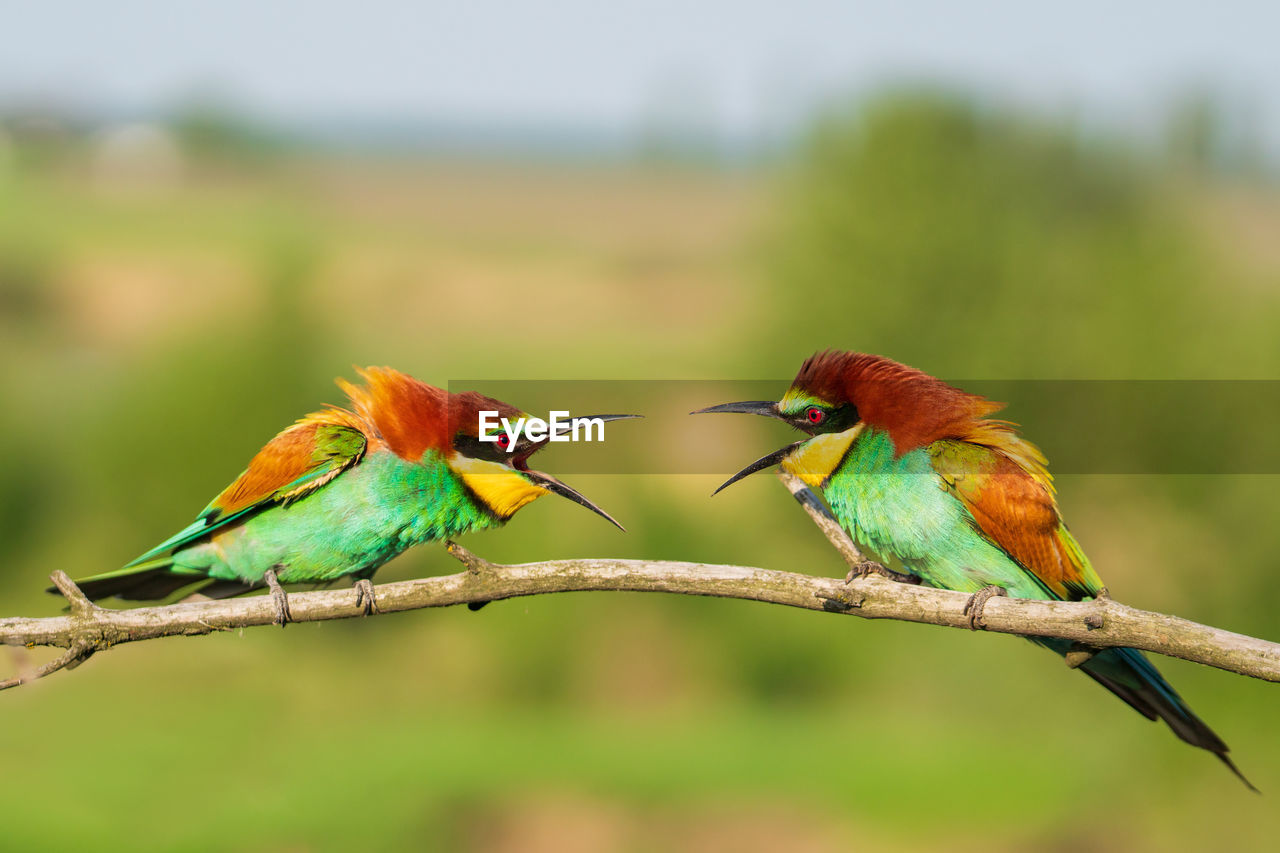 Close-up of birds perching on branch