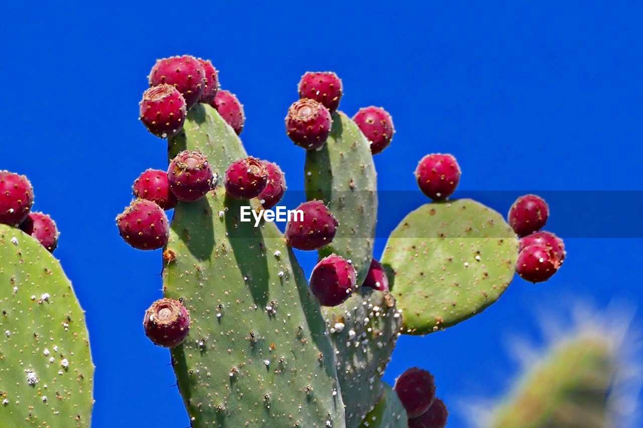 CLOSE-UP OF SUCCULENT PLANTS AGAINST BLUE SKY