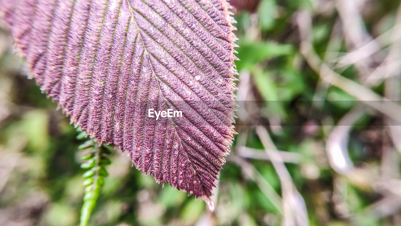 Close-up of pink leaves on plant