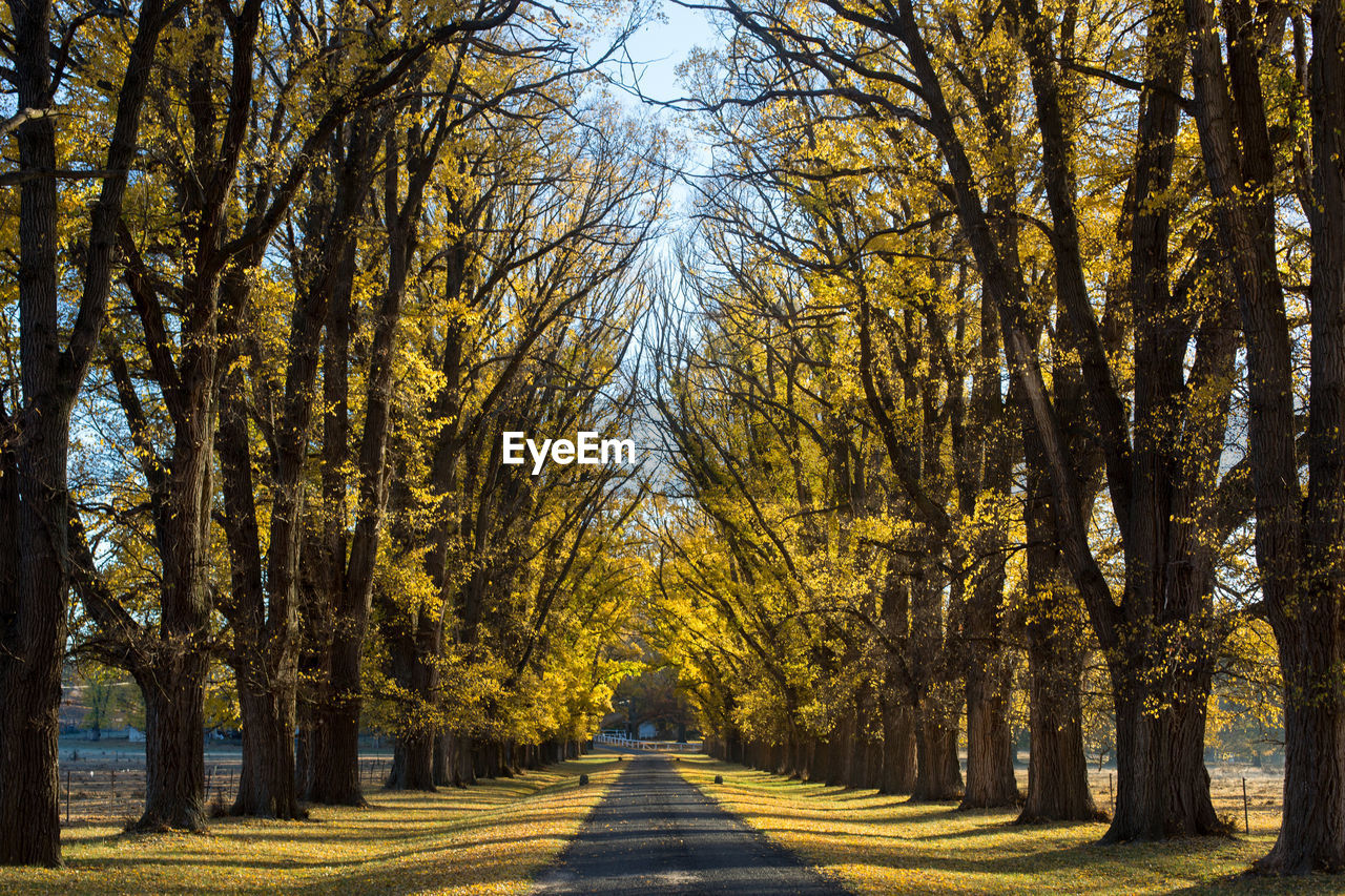 Road amidst trees during autumn