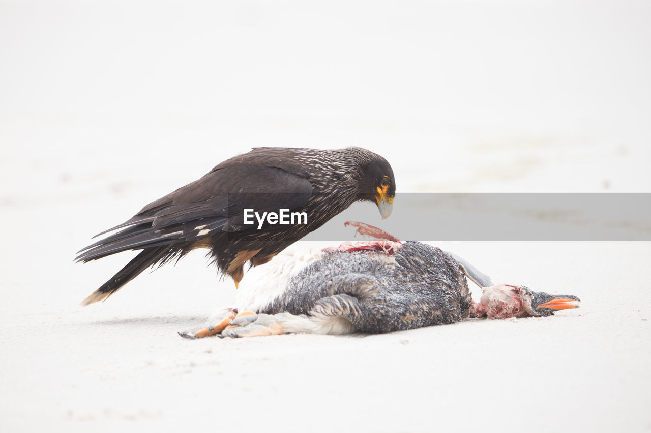 CLOSE-UP OF BIRDS ON BEACH