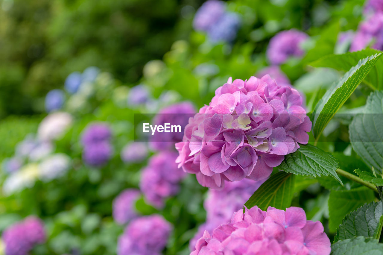 flower, flowering plant, plant, freshness, beauty in nature, pink, nature, plant part, leaf, close-up, purple, petal, flower head, inflorescence, growth, lilac, no people, garden, fragility, hydrangea, springtime, outdoors, summer, green, hydrangea serrata, food and drink, day, focus on foreground, vegetable, botany, ornamental garden, magenta, selective focus, blossom