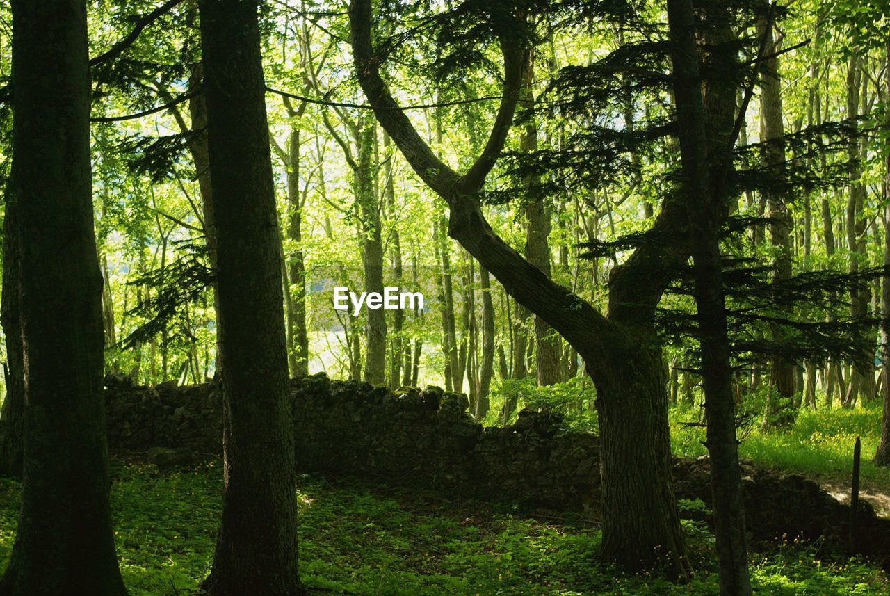 View of trees in forest