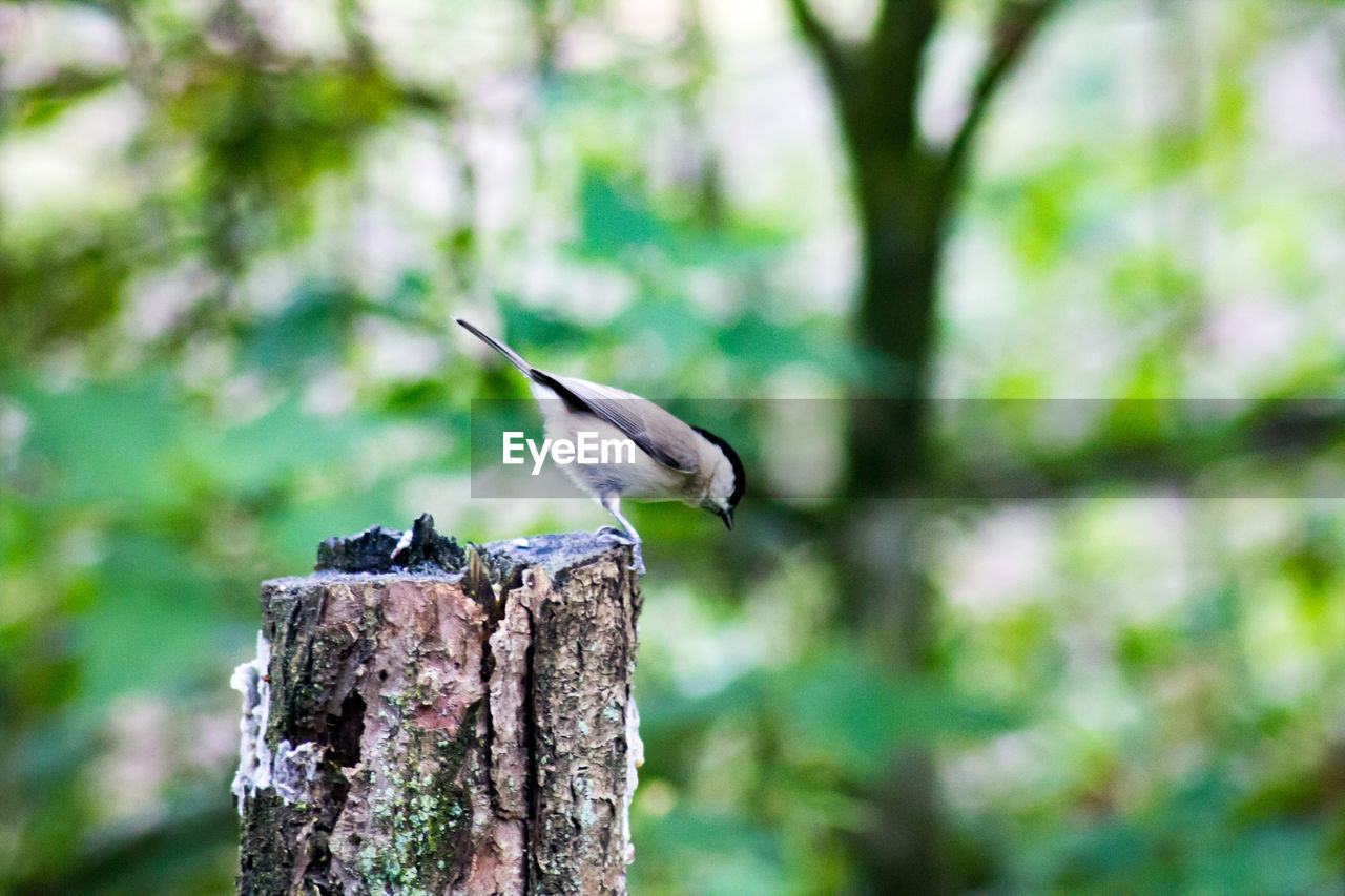 BIRD PERCHING ON WOODEN POST IN FOREST