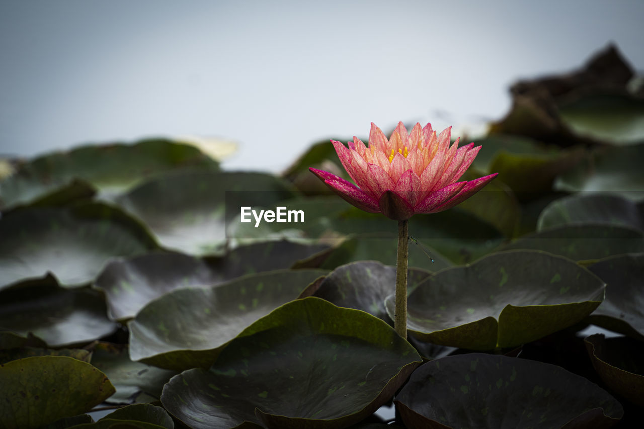 Beautiful red lotus or lotus in the pond.